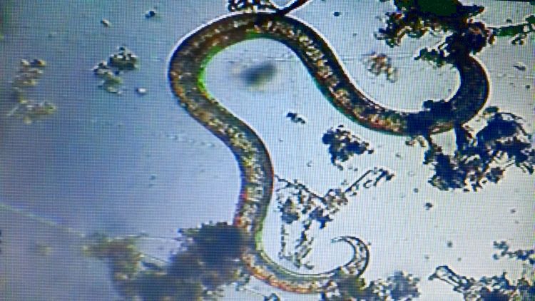 Putenahalli worm.jpg