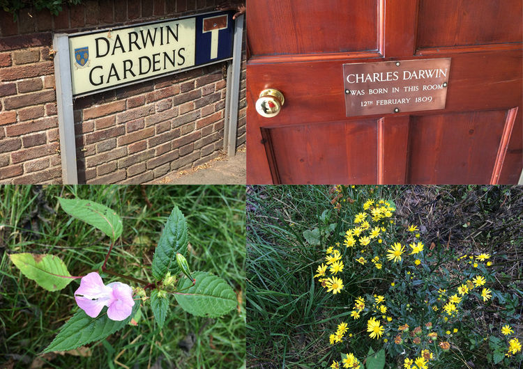 Darwin garden.jpg