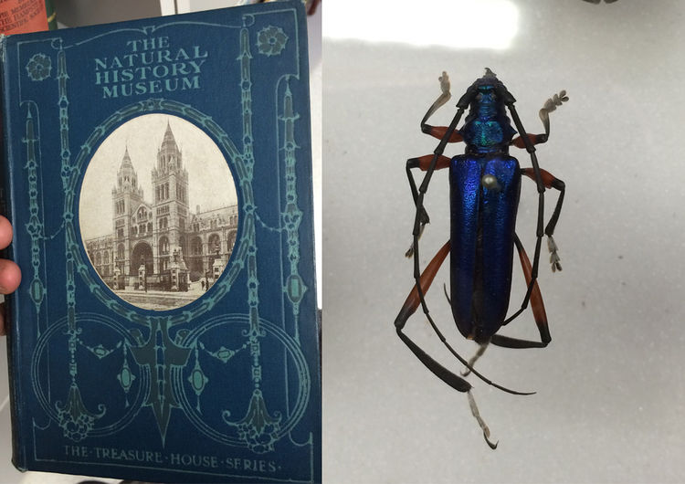 Book n beetle.jpg